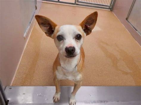 Contra costa county animal shelter martinez california - Contra Costa Animal Services, Martinez, California. 28,989 likes · 3,090 talking about this · 13,582 were here. To protect the public and the animals in our community; prevent cruelty, abuse, and... 